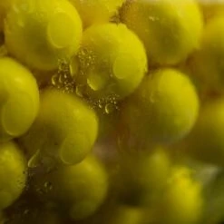 Sticky Baits Pineapple Bait Spray -Outdoor Camping Shop go 437495 c