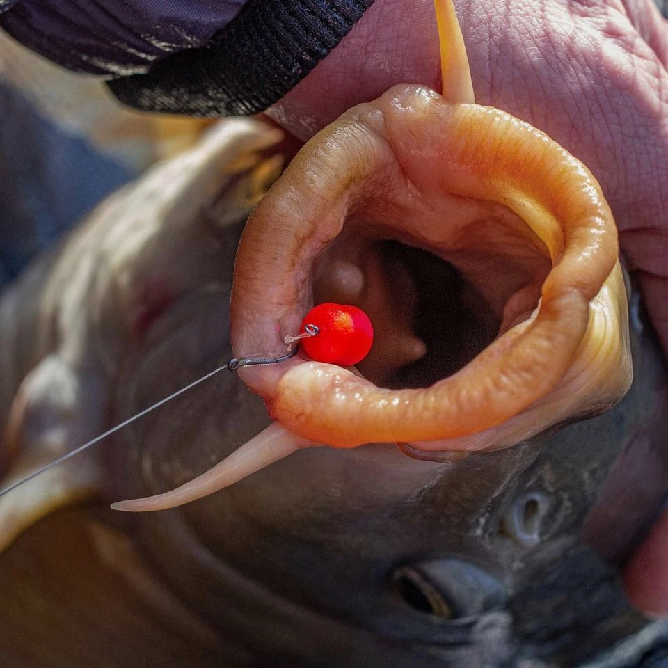 Band'um Sinkers Fluoro - 8mm 7 Band'um Sinkers Fluoro - 8mm - Image 5